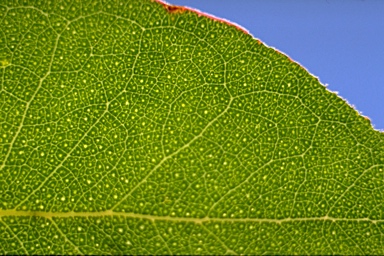 APII jpeg image of Eucalyptus crenulata  © contact APII