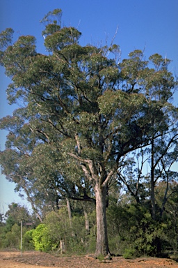 APII jpeg image of Eucalyptus blaxlandii  © contact APII