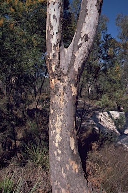 APII jpeg image of Eucalyptus parramattensis  © contact APII