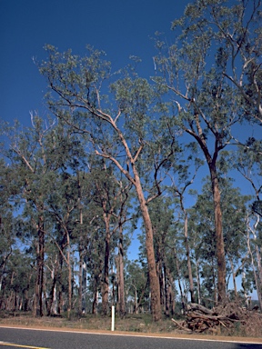 APII jpeg image of Eucalyptus planchoniana  © contact APII