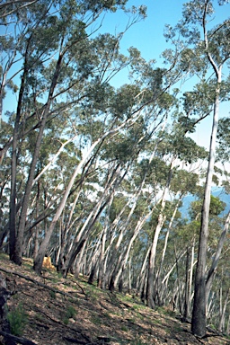 APII jpeg image of Eucalyptus stenostoma  © contact APII