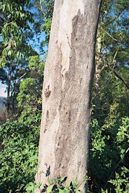 APII jpeg image of Eucalyptus canaliculata  © contact APII