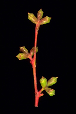 APII jpeg image of Eucalyptus glaucescens  © contact APII