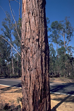 APII jpeg image of Eucalyptus resinifera subsp. hemilampra  © contact APII