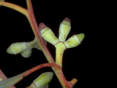 APII jpeg image of Eucalyptus canobolensis  © contact APII