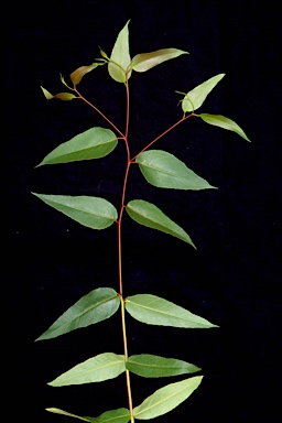 APII jpeg image of Eucalyptus laevopinea  © contact APII