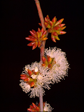 APII jpeg image of Eucalyptus stellulata  © contact APII