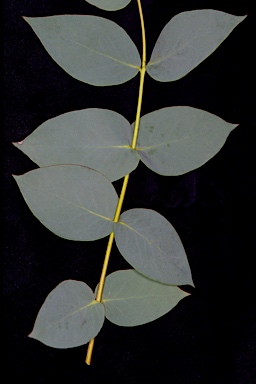 APII jpeg image of Eucalyptus stellulata  © contact APII