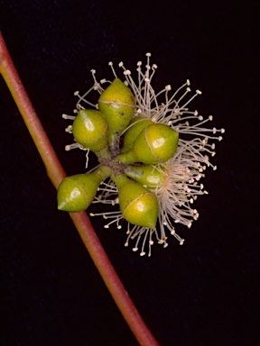 APII jpeg image of Eucalyptus mannifera subsp. mannifera  © contact APII