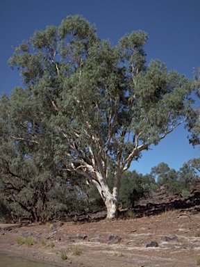 APII jpeg image of Eucalyptus camaldulensis subsp. obtusa  © contact APII