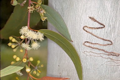 APII jpeg image of Eucalyptus haemastoma  © contact APII