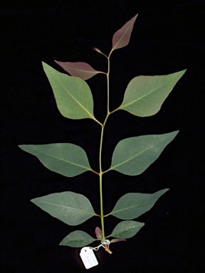 APII jpeg image of Eucalyptus fibrosa subsp. fibrosa  © contact APII