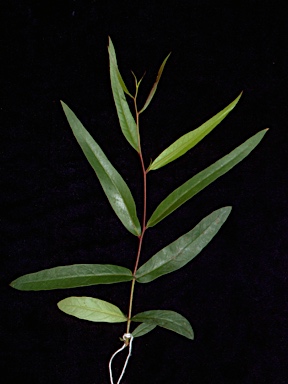 APII jpeg image of Eucalyptus apiculata  © contact APII