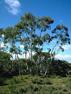 APII jpeg image of Eucalyptus fasciculosa  © contact APII