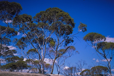 APII jpeg image of Eucalyptus brachycalyx  © contact APII