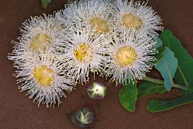 APII jpeg image of Angophora hispida  © contact APII