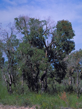 APII jpeg image of Angophora inopina  © contact APII