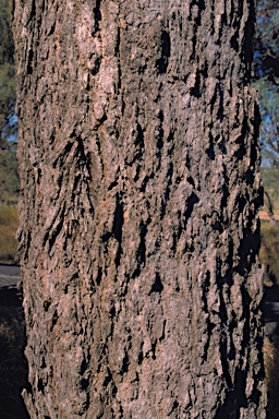 APII jpeg image of Angophora floribunda  © contact APII