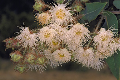 APII jpeg image of Angophora robur  © contact APII