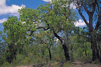 APII jpeg image of Angophora robur  © contact APII