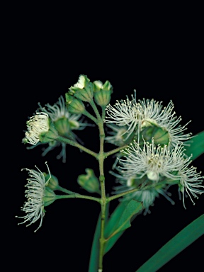 APII jpeg image of Angophora bakeri subsp. bakeri  © contact APII