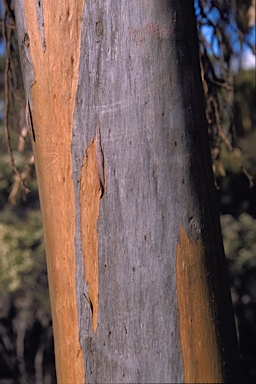 APII jpeg image of Eucalyptus annulata  © contact APII