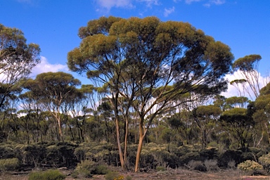 APII jpeg image of Eucalyptus annulata  © contact APII