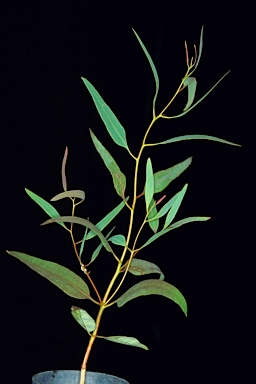 APII jpeg image of Eucalyptus articulata  © contact APII