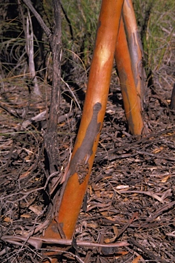 APII jpeg image of Eucalyptus aspratilis  © contact APII