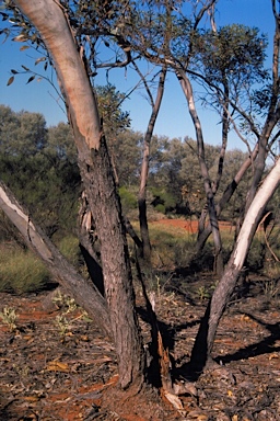 APII jpeg image of Eucalyptus balladoniensis subsp. sedens  © contact APII