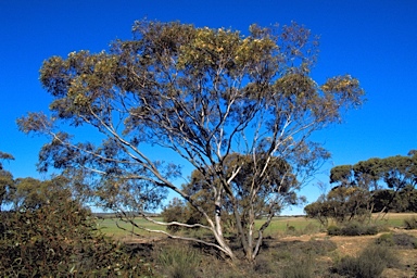 APII jpeg image of Eucalyptus calycogona subsp. calycogona  © contact APII