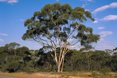 APII jpeg image of Eucalyptus capillosa subsp. capillosa  © contact APII