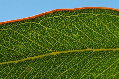 APII jpeg image of Eucalyptus capillosa subsp. polyclada  © contact APII