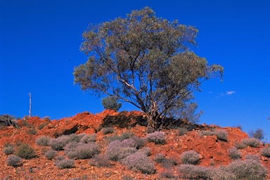 APII jpeg image of Eucalyptus carnei  © contact APII