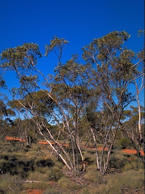 APII jpeg image of Eucalyptus cyclostoma  © contact APII