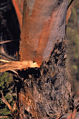 APII jpeg image of Eucalyptus cylindrocarpa  © contact APII