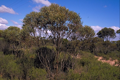 APII jpeg image of Eucalyptus depauperata  © contact APII