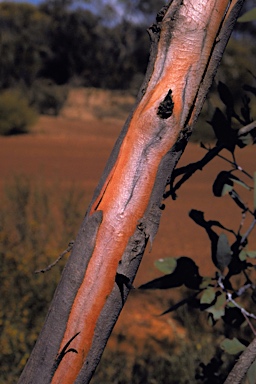 APII jpeg image of Eucalyptus desmondensis  © contact APII