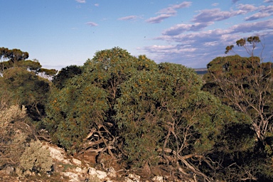 APII jpeg image of Eucalyptus diversifolia subsp. hesperia  © contact APII