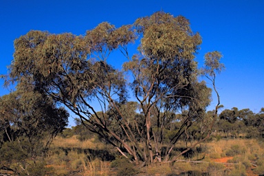 APII jpeg image of Eucalyptus ebbanoensis subsp. glauciramula  © contact APII