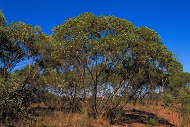 APII jpeg image of Eucalyptus ebbanoensis subsp. photina  © contact APII