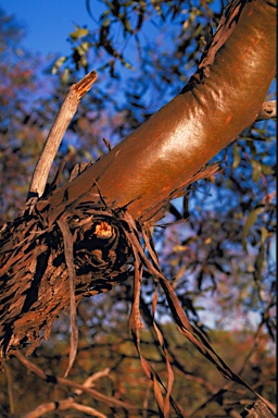 APII jpeg image of Eucalyptus effusa  © contact APII