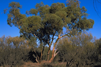 APII jpeg image of Eucalyptus eudesmioides subsp. Pallida (D.F.Blaxell 1981 et a  © contact APII