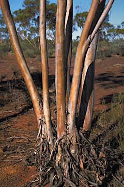 APII jpeg image of Eucalyptus flavida  © contact APII