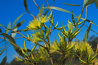 APII jpeg image of Eucalyptus flavida  © contact APII