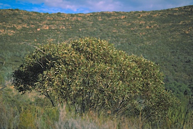 APII jpeg image of Eucalyptus flindersii  © contact APII