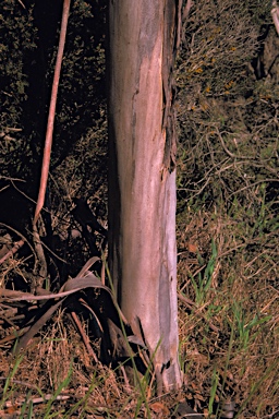 APII jpeg image of Eucalyptus forrestiana  © contact APII