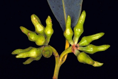 APII jpeg image of Eucalyptus goniantha subsp. goniantha  © contact APII