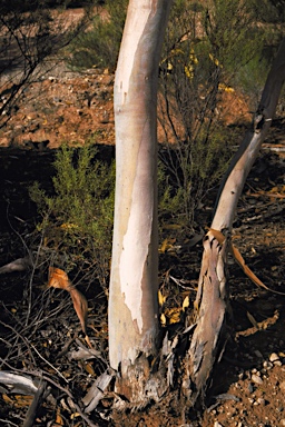 APII jpeg image of Eucalyptus griffithsii  © contact APII