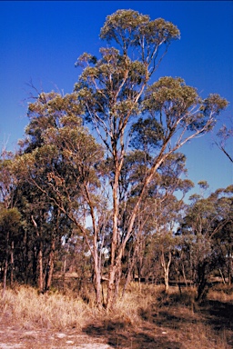 APII jpeg image of Eucalyptus hebetifolia  © contact APII